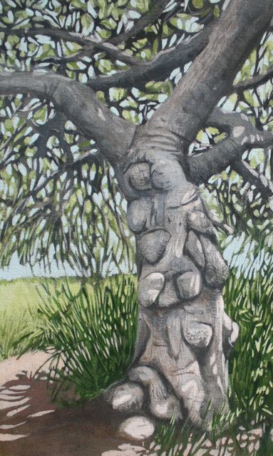 Fig Tree